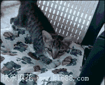 ȳ.gif